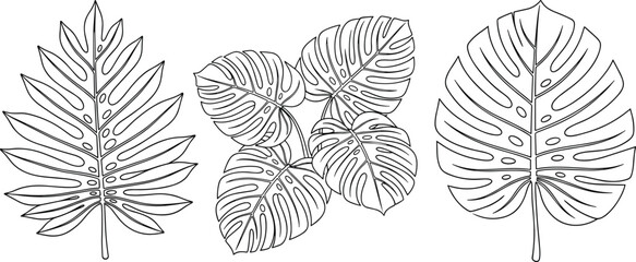 Monstera tropical leaves outline, hand drawn botanical vector illustration set, black and white nature line art, isolated foliage for design.