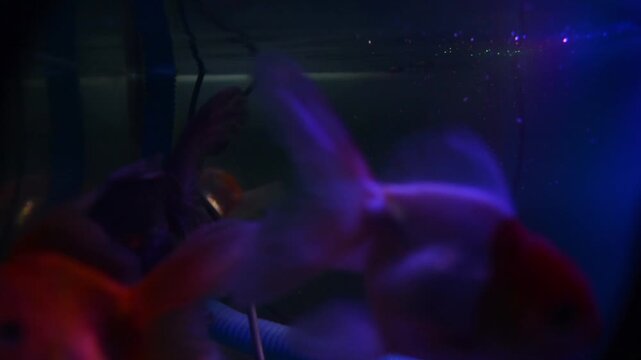 Dramatic Close-up of Oranda or Goldfish Swimming in a Tank with Dark Blue and Purple Lighting. Ornamental Fish, Luxury, and Abstract Underwater Background
