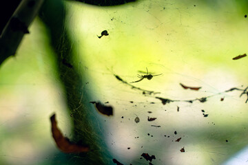 Spider on Web in Natural Outdoor Habitat. Shows natural wildlife behavior, macro nature details, and the beauty of small forest ecosystems.