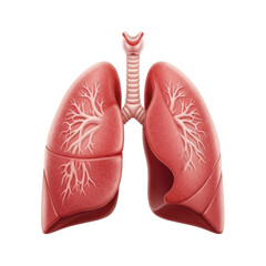 Fototapeta premium Human lungs anatomy illustration transparent background cutout png
