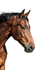 Obraz premium Brown horse head portrait transparent background cutout png