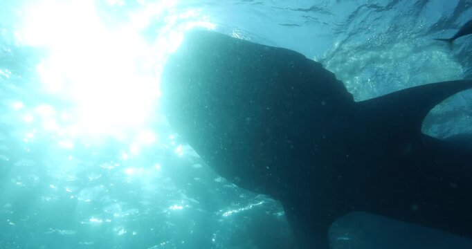 A whale shark swims towards the camera with its mouth wide open. Around the shark swims a large shoal of small fish. A close-up of a whale shark, the world's largest fish, in Oslob, Cebu, Philippines.