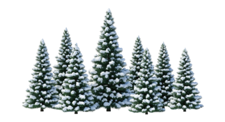 A cluster of snow covered pine trees transparent background cutout png