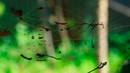 close-up of a messy, debris-filled spider web with a small black spider. Soft, bright yellow-green...
