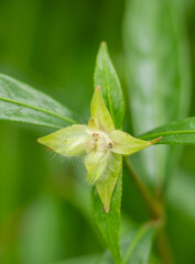 Fuzzy Star Shaped Seed Pod on Green Forest Plant