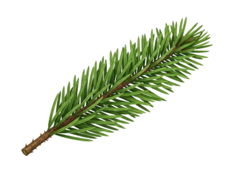 Pine branch transparent background cutout png