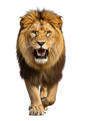 Obraz premium Roaring lion walking forward aggressively, king of the jungle, wildlife animal photography, feline predator, isolated on transparent background