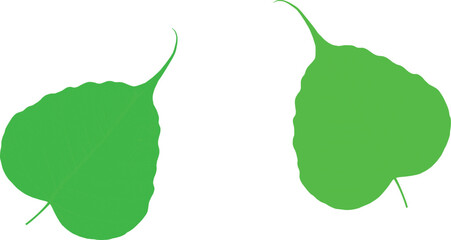 Botanical Leaf Comparison – Detailed Vein Patterns on Green Foliage