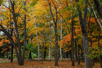 彩りの森、秋の中島公園