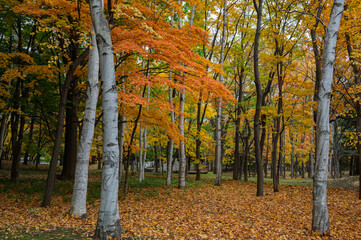 彩りの森、秋の中島公園