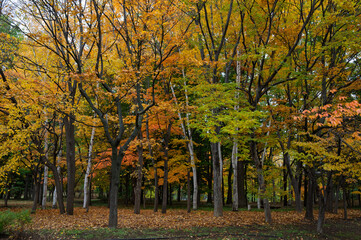 Naklejka premium 彩りの森、秋の中島公園