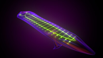 Dugesia animal anatomy. 3d illustrations