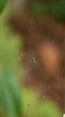 Small Garden Spider Waiting Motionless in Intricate Web