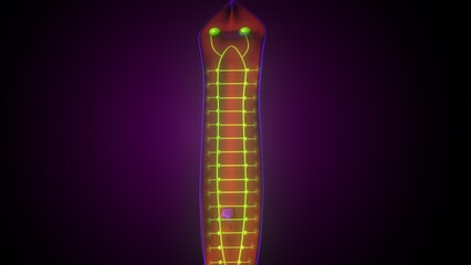 Dugesia animal anatomy. 3d illustrations