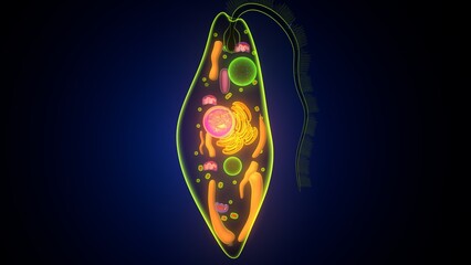 Euglena algae anatomy. 3d render 