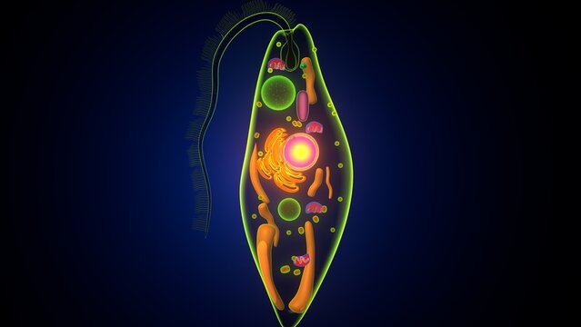 Euglena algae anatomy. 3d illustrations