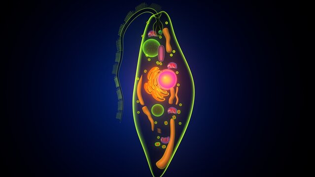Euglena algae anatomy. 3d illustrations