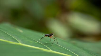 Small Stilt Legged Fly Perched on a Smooth Green Leaf