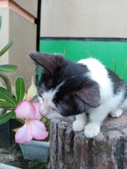 A small black and white kitten sits on a tree stump, looking down with a curious expression in a calm outdoor garden setting.