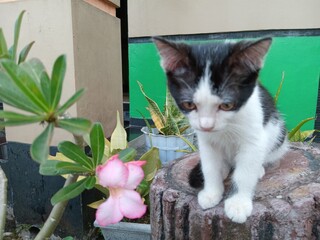 A small black and white kitten sits on a tree stump, looking down with a curious expression in a calm outdoor garden setting.