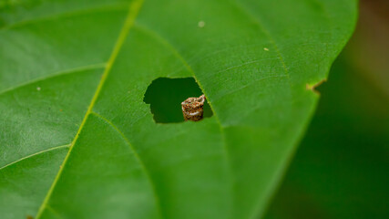 Bagworm Larva in Case Eating a Hole in a Green Leaf