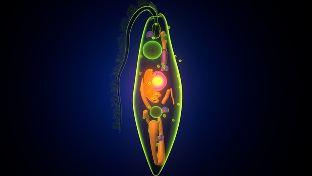 Euglena algae anatomy. 3d illustrations