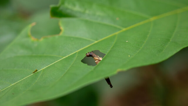 Larva Head Emerging from a Hole Eaten in a Large Green Leaf