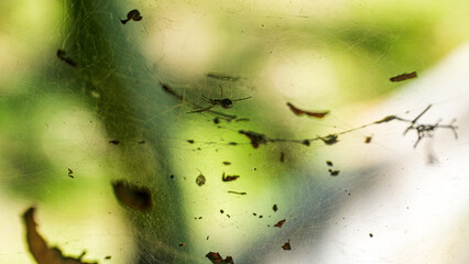 Spider Resting on Dirty Cobweb with Blurred Yellow Green Bokeh Background. Concept of predator and trap.