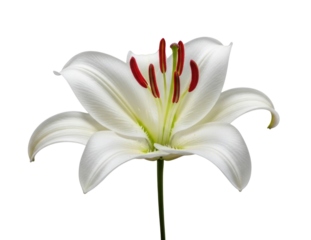 White lily flower transparent background cutout png