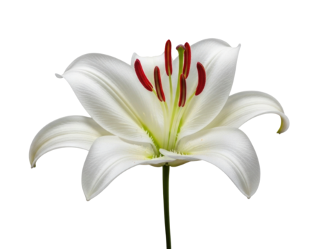 White lily flower transparent background cutout png