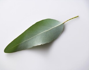 Single Eucalyptus Leaf on White Background &mdash; Minimalist Herbal Botanical Still Life