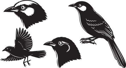 set of birds isolated