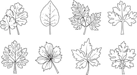 set of autumn leaves