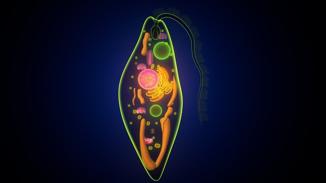 Euglena algae anatomy. 3d render
