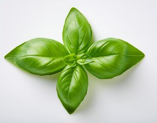 Single Basil Leaf on White Background &mdash; Fresh Green Culinary Herb Still Life