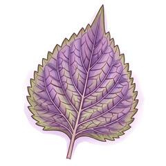 Watercolor Illustration of a Purple Leaf, Isolated on White Background, Botanical Art, High Quality