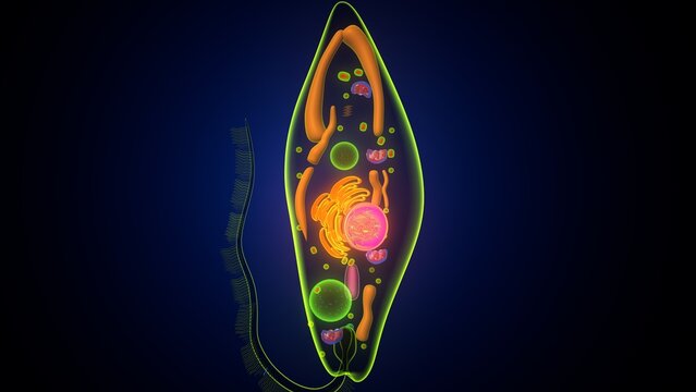 Euglena algae anatomy. 3d render