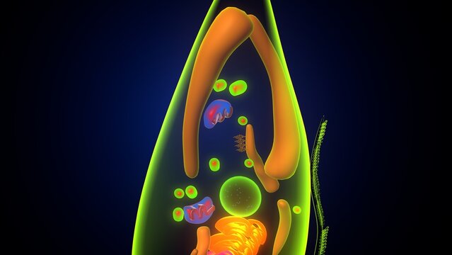 Euglena algae anatomy. 3d illustrations