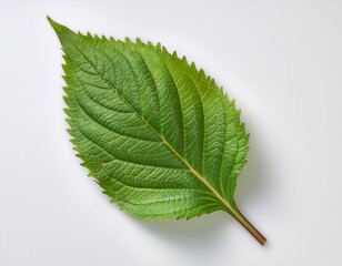 Single Shiso Leaf on White Background &mdash; Fresh Aromatic Herb Still Life