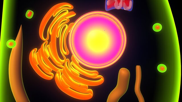 Euglena algae anatomy. 3d illustrations