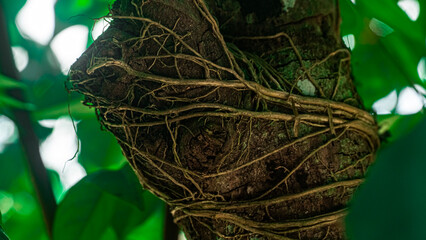 Tree Trunk Wrapped in Natural Vines in Tropical Forest. raw textures, plant interaction, and the resilience of nature in a dense green environment.