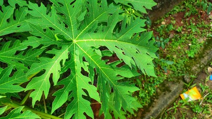 close up view of young green, fibrous papaya leaves in the yard