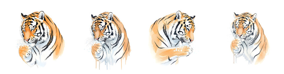 Detailed Watercolor Illustrations Of Tiger Faces With Paws Touching Muzzle Transparent Background Isolate