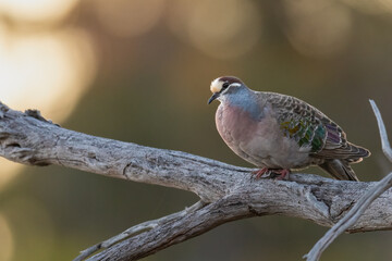 Common bronzewing pigeon (Phaps chalcoptera) at sunset, Perth, Western Australia. Beautiful native pigeon species.