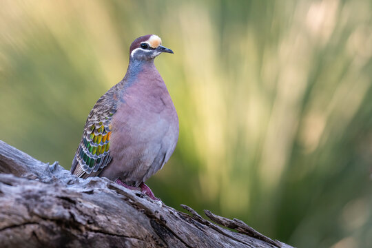 Common bronzewing pigeon (Phaps chalcoptera), Perth, Western Australia. Beautiful native pigeon species.