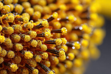Obraz premium Macro image of sunflower pollen grains 