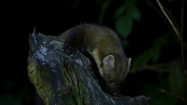 A pine marten climbing up a tree trunk at night in Drenthe, Netherlands