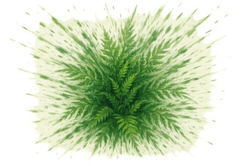 Lush green fern foliage viewed from top, vibrant nature illustration with transparent background