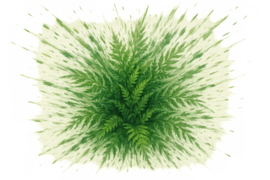 Lush green fern foliage viewed from top, vibrant nature illustration with transparent background