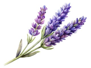 Naklejka premium Watercolor botanical illustration of lavender sprigs